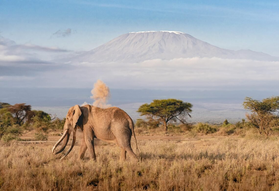 Elephant on Savanna with Kilimanjaro behind