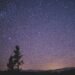 Silhouette of Spruce Trees Under Starry Night