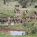 Herd of Zebras on Grass Field